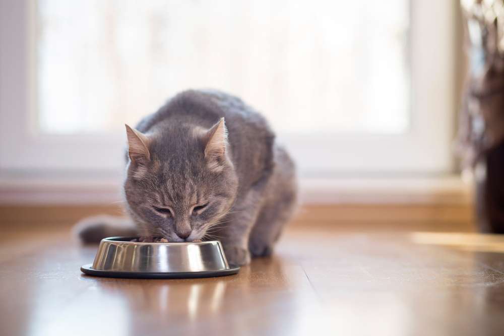 24 Jam Pertama Bersama Kucing Lucu di Rumah, Apa Saja yang Harus Dilakukan?