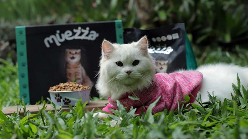 Bikin Gemas, Ini Fakta di Balik Julukan Sausage Cat untuk si Kucing Munchkin