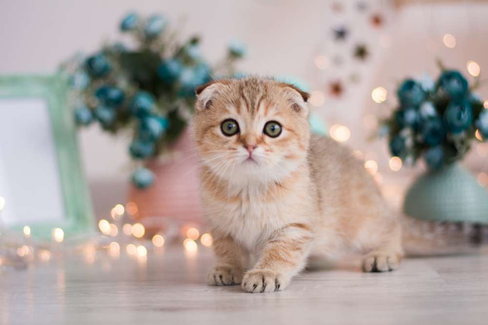 Bikin Gemas, Ini Fakta di Balik Julukan Sausage Cat untuk si Kucing Munchkin