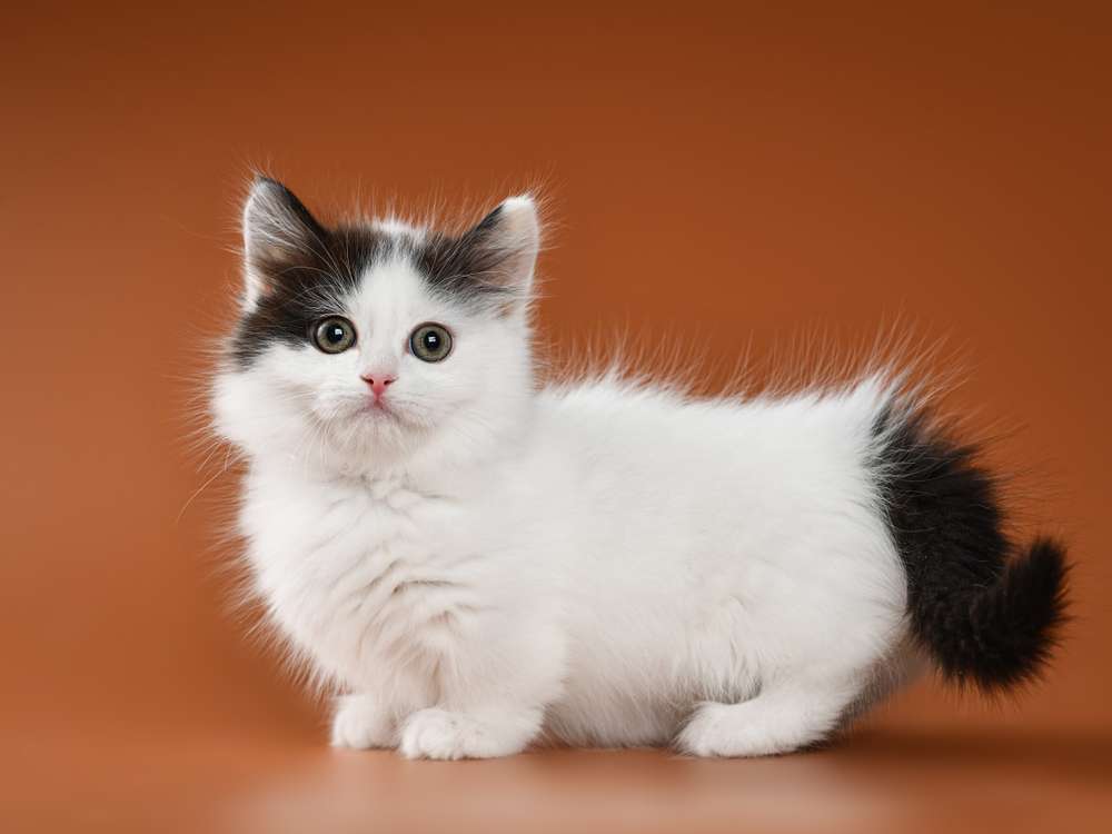 Bikin Gemas, Ini Fakta di Balik Julukan Sausage Cat untuk si Kucing Munchkin