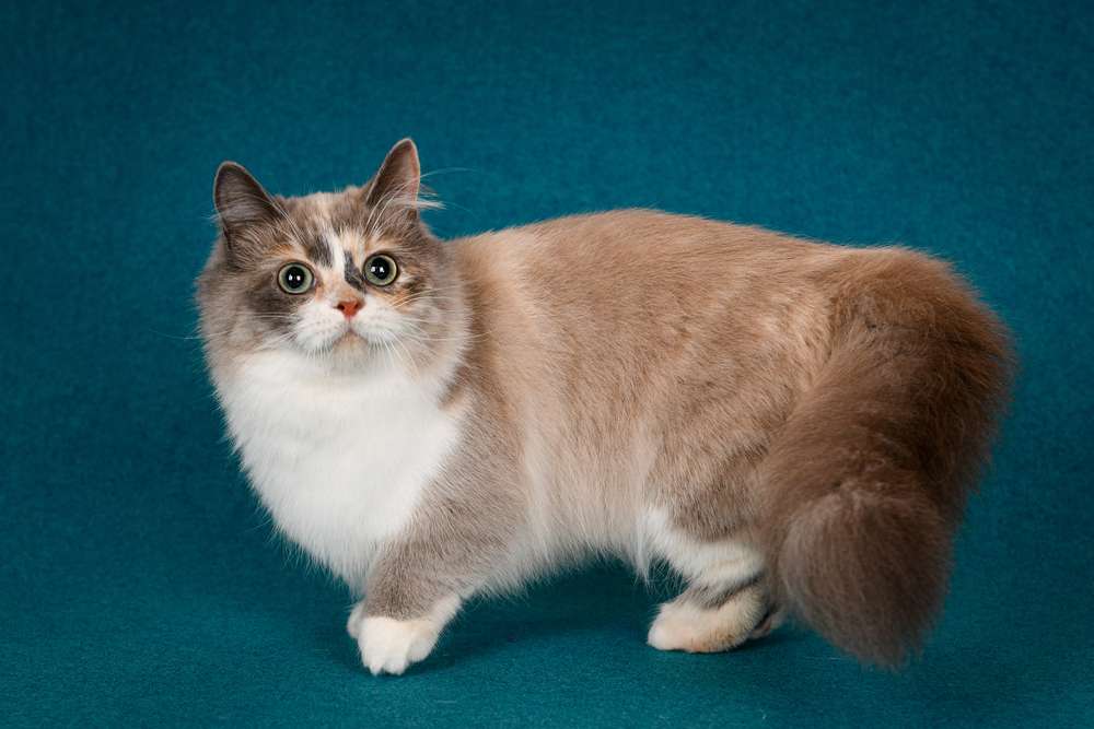 Bikin Gemas, Ini Fakta di Balik Julukan Sausage Cat untuk si Kucing Munchkin