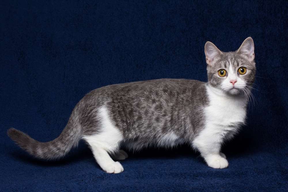 Bikin Gemas, Ini Fakta di Balik Julukan Sausage Cat untuk si Kucing Munchkin