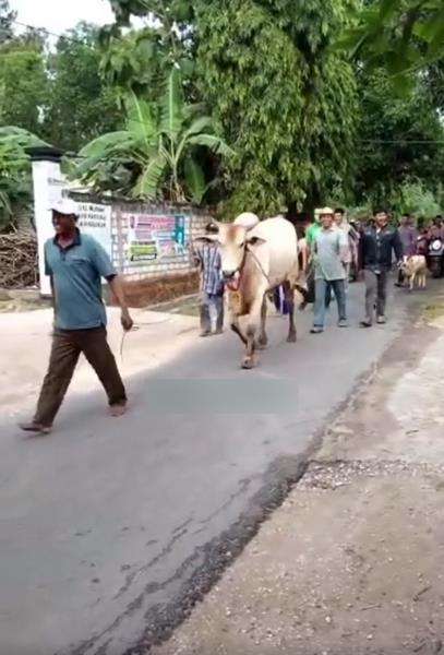 Tampak rombongan mempelai pria membawa sapi disusul kambing.