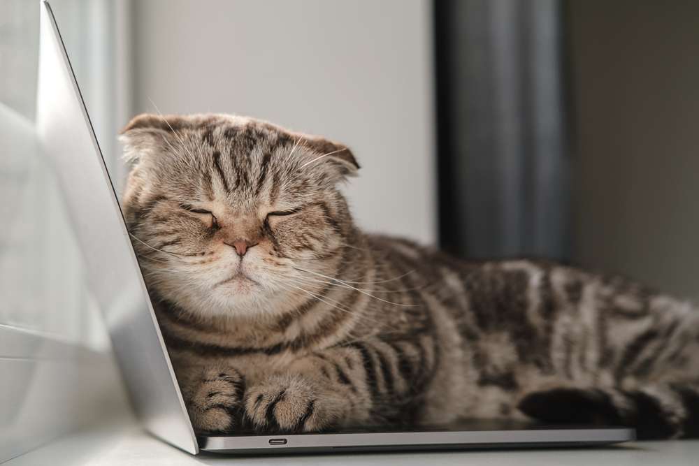 Shutterstock