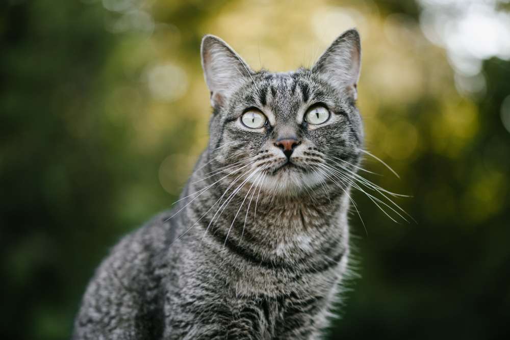 Kucing Busok, Anabul Asli Madura yang lagi Diperjuangkan Buat Diakui Dunia