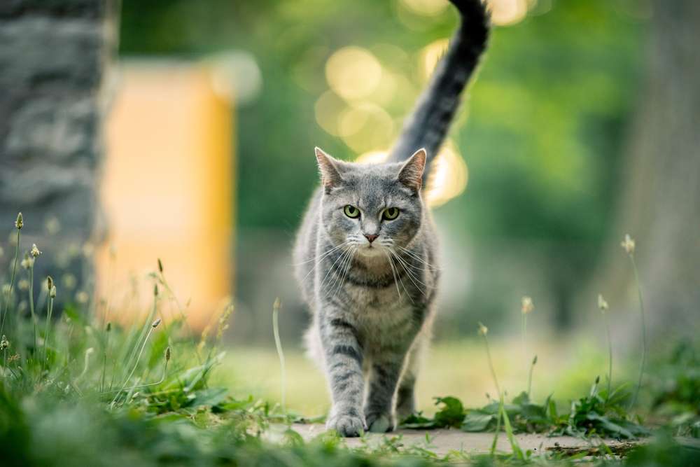 Kucing Busok, Anabul Asli Madura yang lagi Diperjuangkan Buat Diakui Dunia