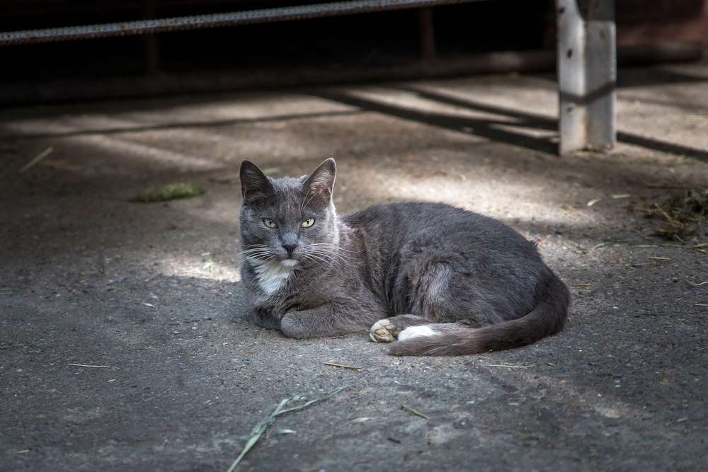 Kucing Busok, Anabul Asli Madura yang lagi Diperjuangkan Buat Diakui Dunia