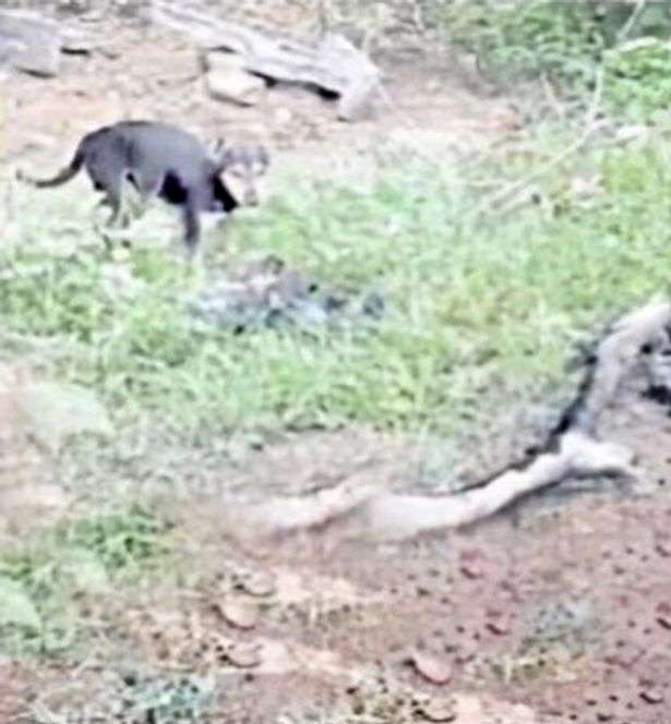 Anjing Liar Makan Mayat Covid-19 yang Hanyut
