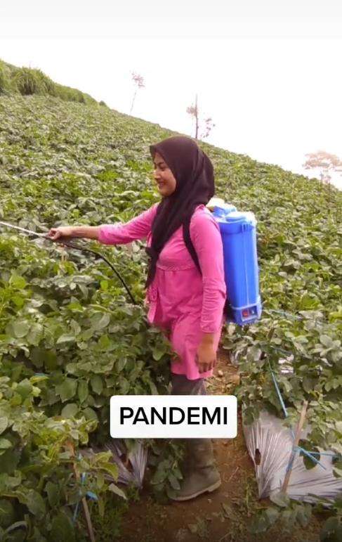 Novii sedang menyiram tanaman kentang miliknya.