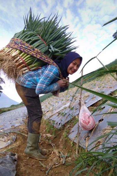 Novii saat panen daun bawang di ladangnya.