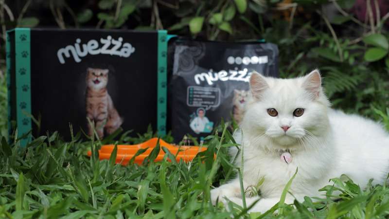 Manfaat Cuka Apel untuk Jaga Kesehatan Kucing, Pahami Juga Risikonya