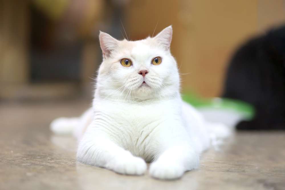 Manfaat Cuka Apel untuk Jaga Kesehatan Kucing, Pahami Juga Risikonya