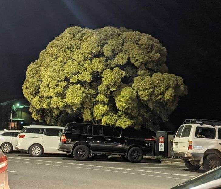 Pohon yang Menyerupai Brokoli