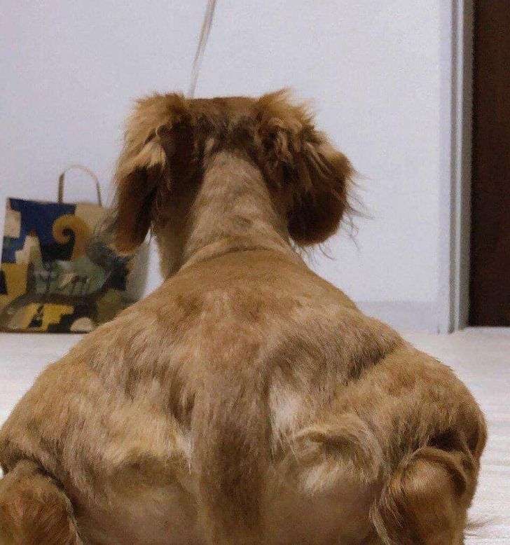 Seekor Anjing Bak Binaragawan