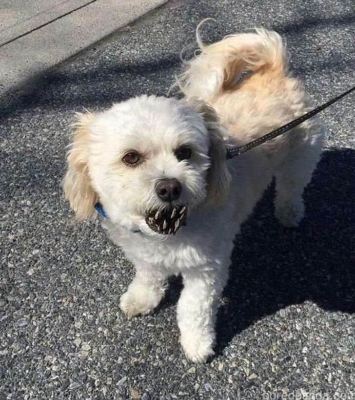 Anjing Kecil dengan Gigi Mengerikan