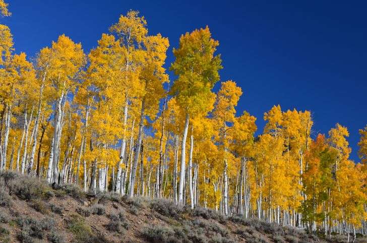 Hutan Aspen Adalah Organisme Terberat di Dunia