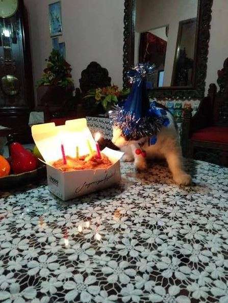 Kucingnya Juga Mau Tiup Lilin