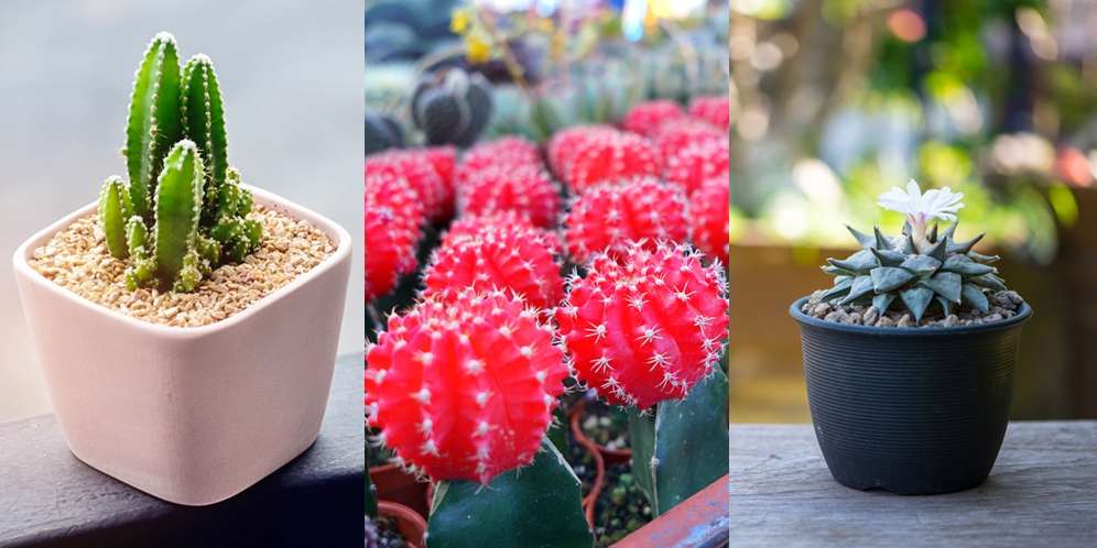 8 Jenis Kaktus yang Bikin Sudut Ruangan Makin Cantik
