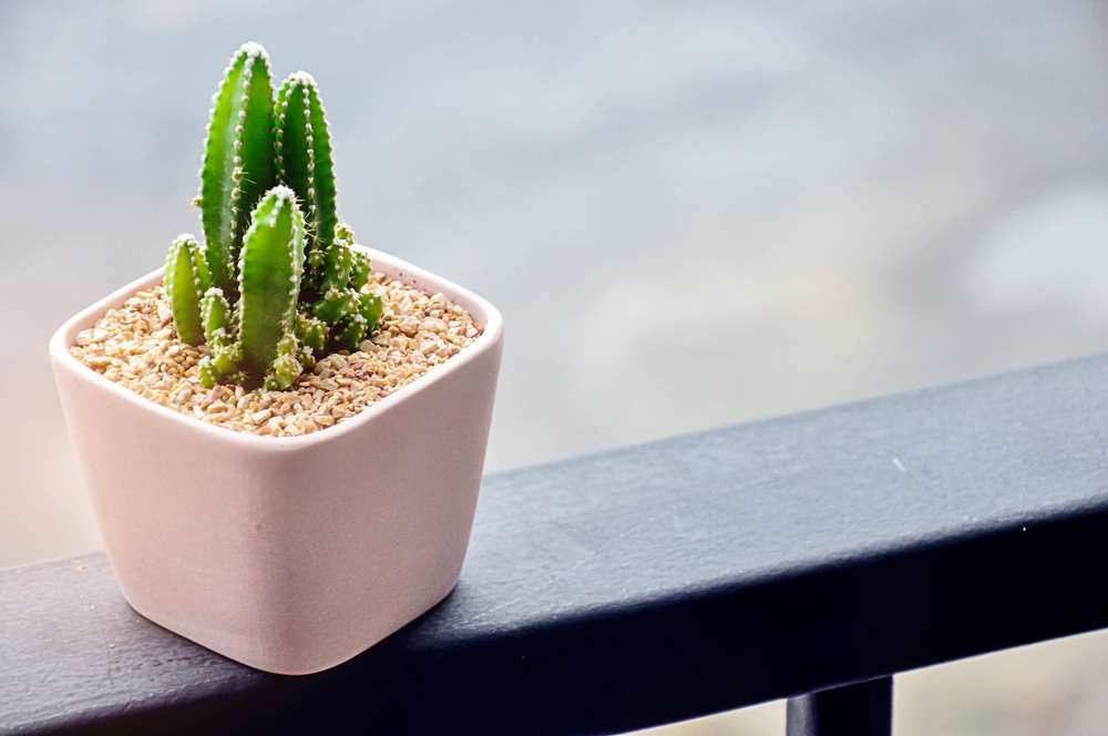 Cereus Peruvianus
