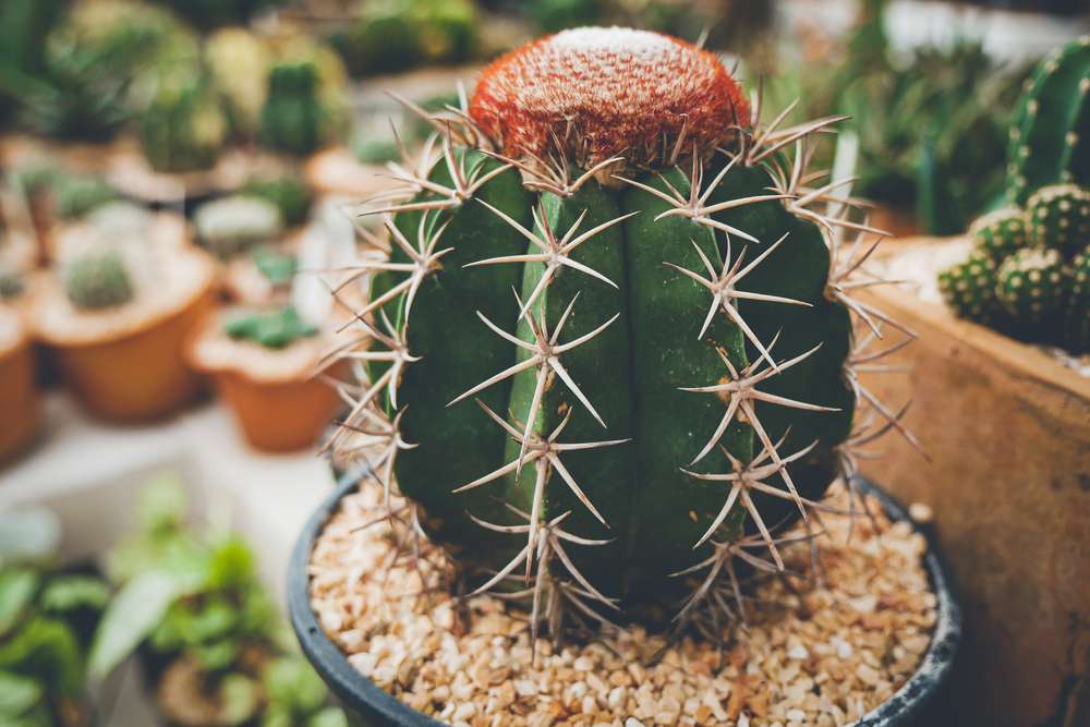 Melocactus