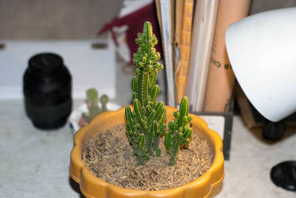 Cereus Tetragonus