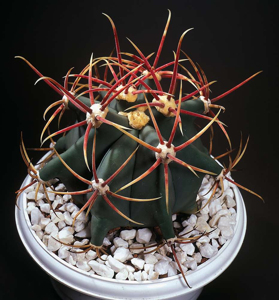 Ferocactus Emoryi