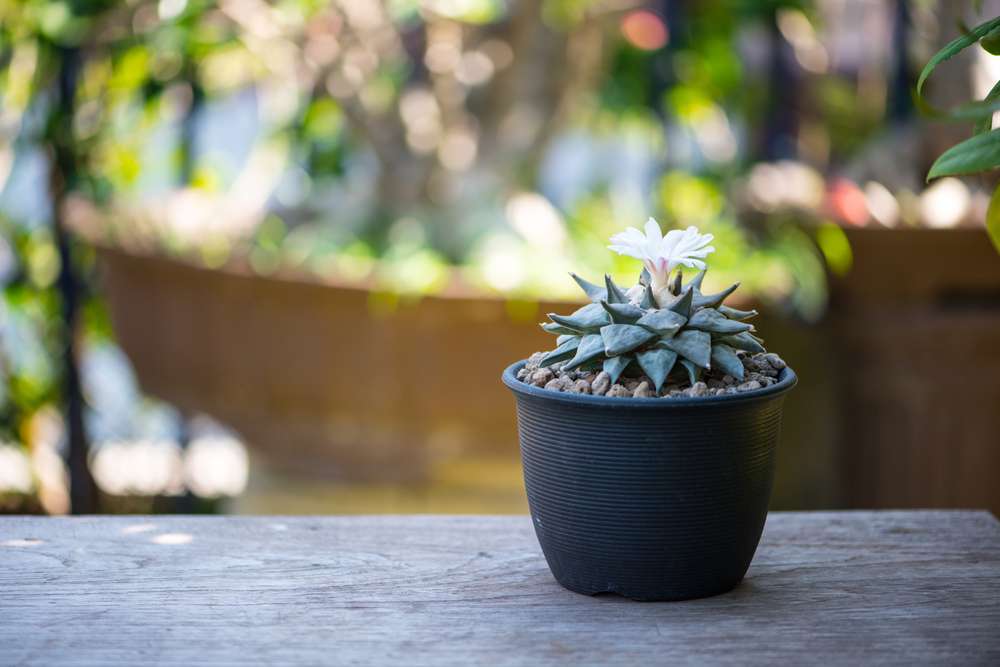 Ariocarpus