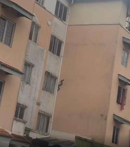 Terlihat ada ular merayap di dinding apartemen.