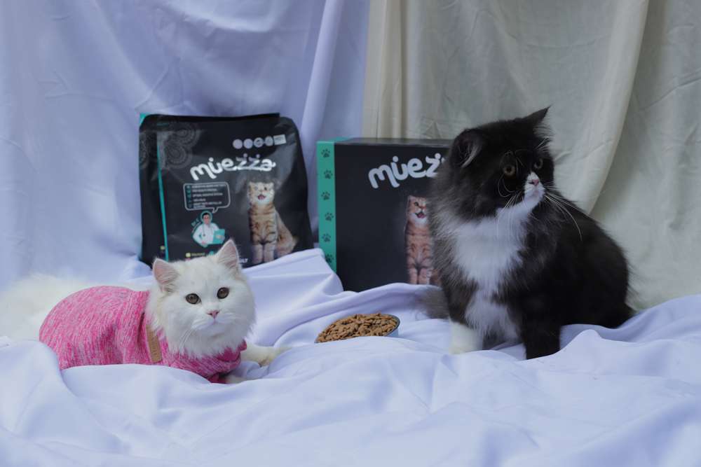 5 Hal yang Bisa Ditambahkan ke Cat Food untuk Tingkatkan Kesehatannya