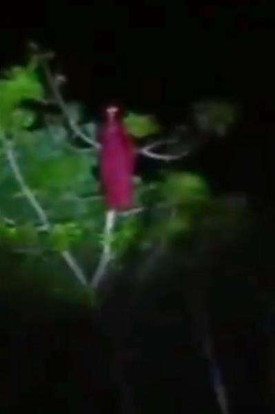 Penampakan kuntilanak berbaju dan bermata merah di atas pohon.