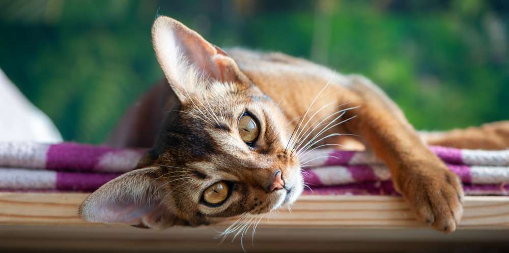 Penasaran Seberapa Pintar Kucing Kesayanganmu? Ini Jawabannya!