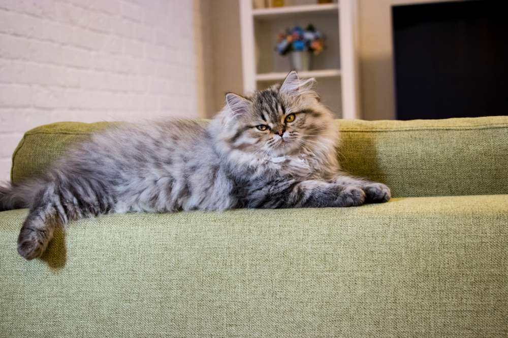 Penasaran Seberapa Pintar Kucing Kesayanganmu? Ini Jawabannya!