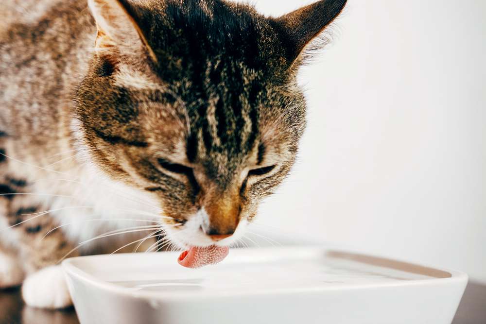 5 Permainan Super Fun Buat Kucing yang Gemar Main Air