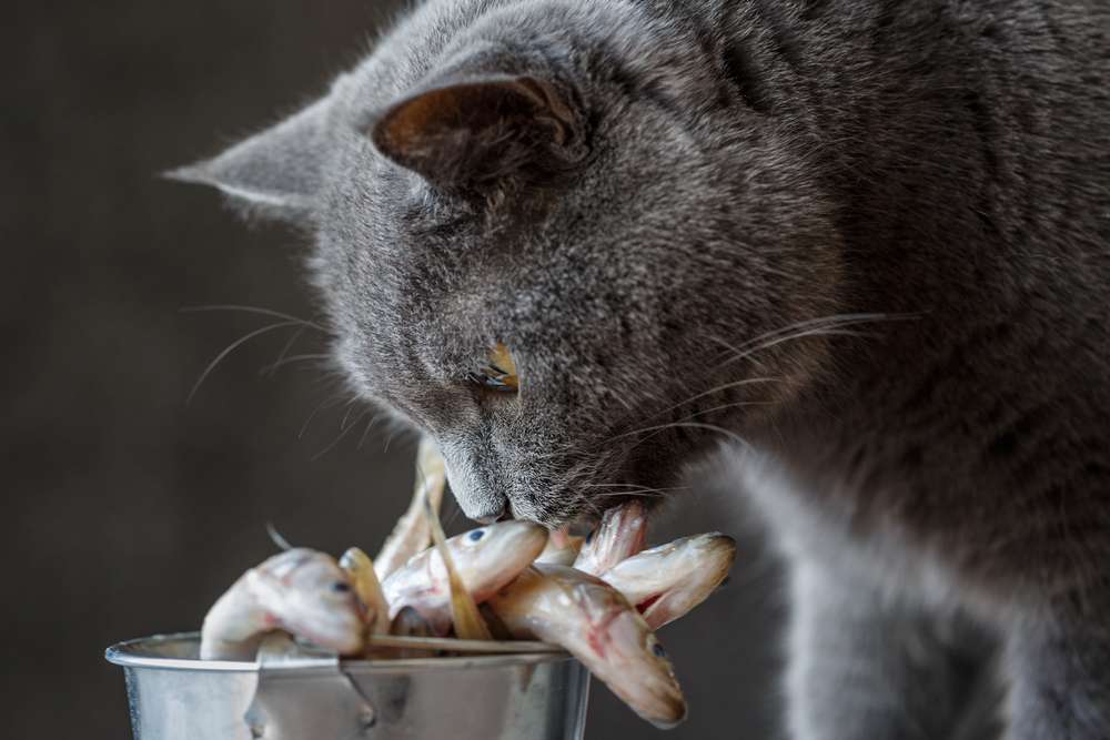 Kucing Memakan Ikan