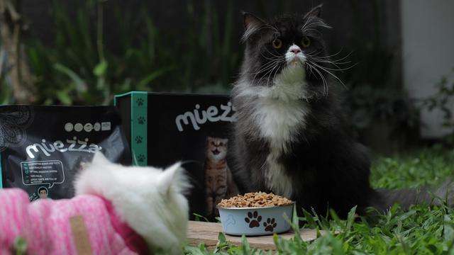Muezza