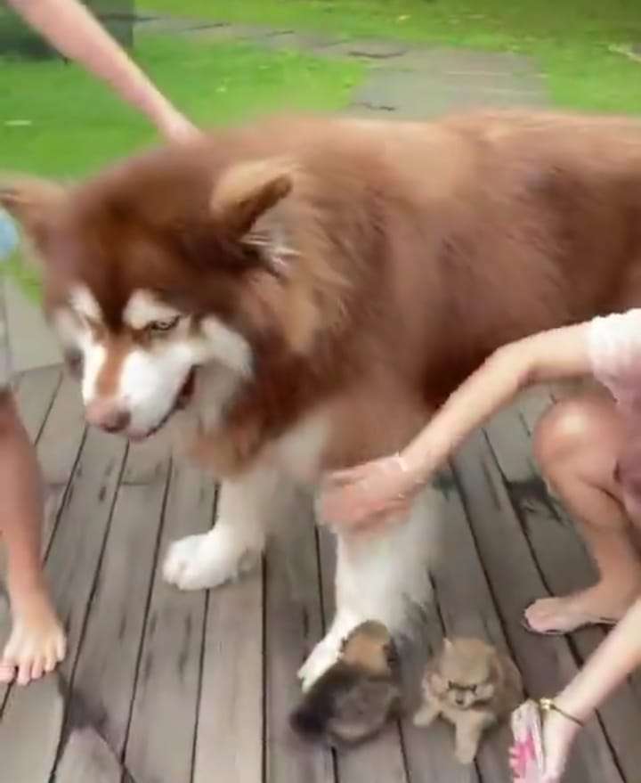 Injak Anak Anjing Sampai Digeplak