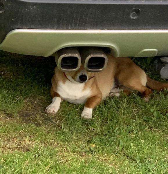 Anjing ini seperti memaki kacamata hitam.