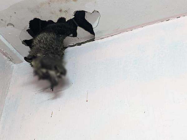 Ternyata bangkai seekor musang membusuk di plafon.