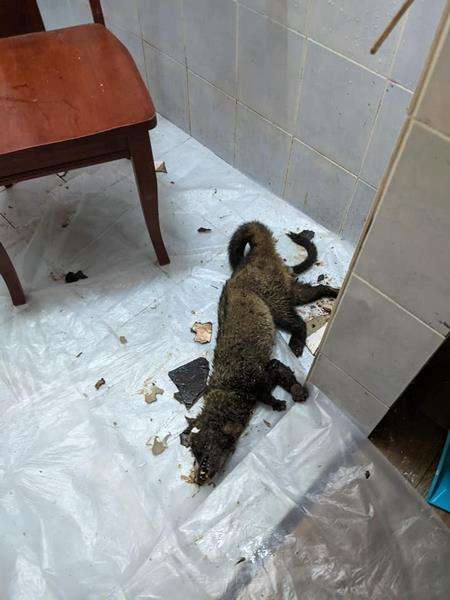 Inilah yang disebut dengan Musang King.