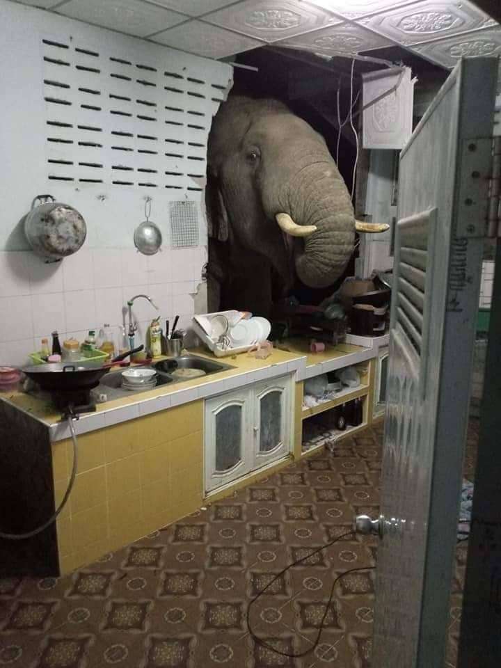 Gajah viral