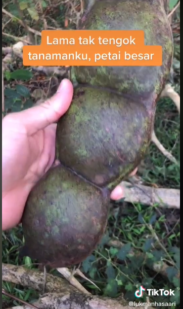 Petai Jumbo