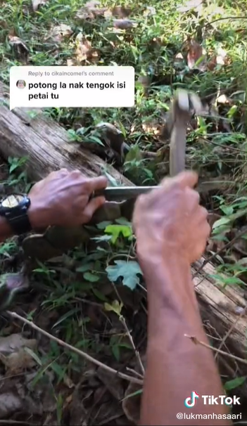 Petai Jumbo