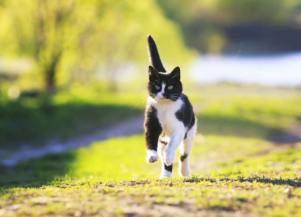 Dikenal sebagai Zoomies, Ini Alasan Kucingmu Mendadak Hiperaktif