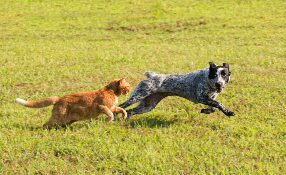 Dikenal sebagai Zoomies, Ini Alasan Kucingmu Mendadak Hiperaktif
