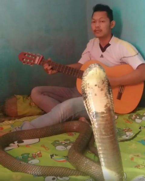 Chand santuy gitaran sambil ditemani ular king kobra.
