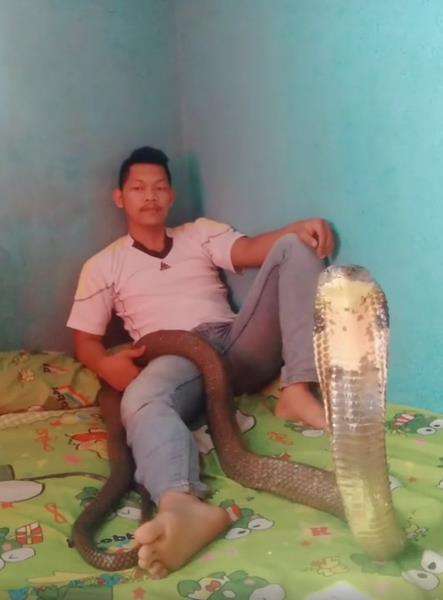 King kobra tak akan pernah jinak.