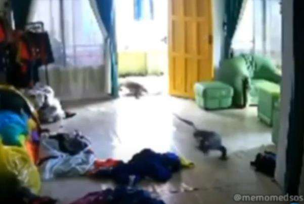 Tamu tak diundang itu ternyata 2 ekor biawak berukuran cukup besar.