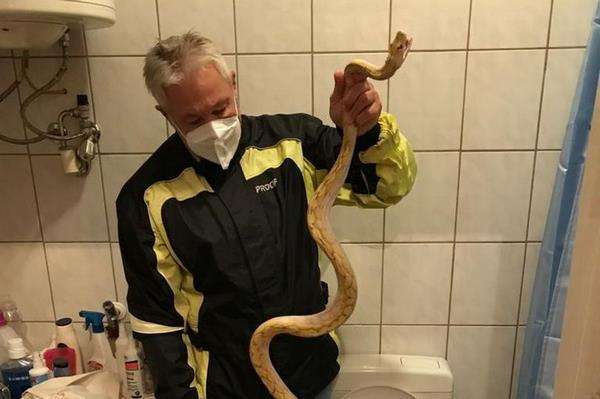 Wegner Stangi, pawang ular memegang python albino.