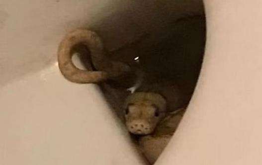 Ular python albino masuk toilet duduk.