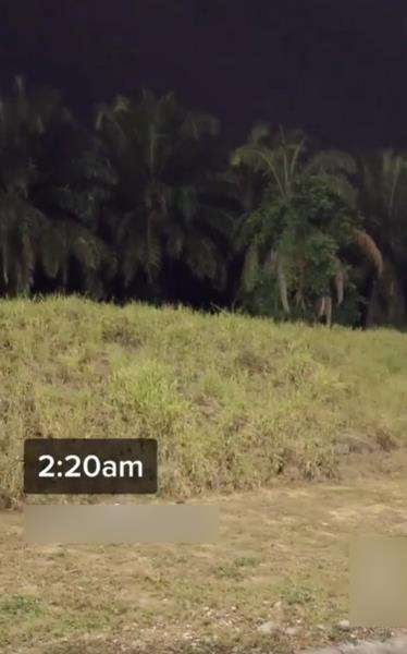 Suara misterius itu berasal dari rimbunan pohon kelapa sawit.